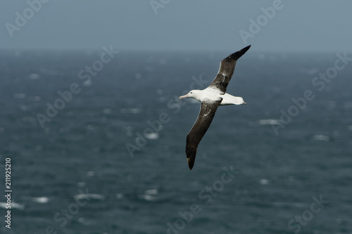 Diomedea epomophora - Southern Royal Albatross flying above the sea in New Zealand near Otago peninsula, South Island photo