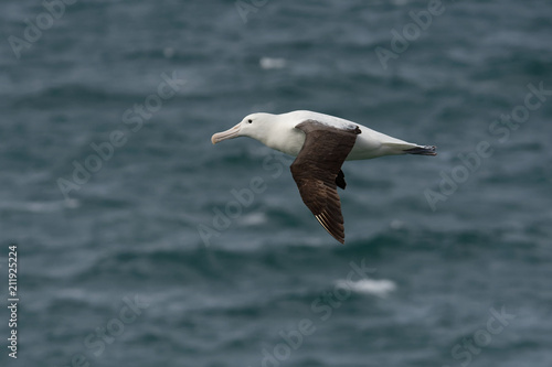 Diomedea sanfordi - Northern Royal Albatross flying above the sea in New Zealand near Otago peninsula  South Island
