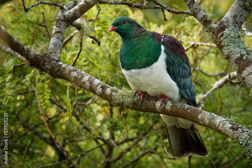Canvas Print New Zealand pigeon - Hemiphaga novaeseelandiae - kereru sitting and feeding in t