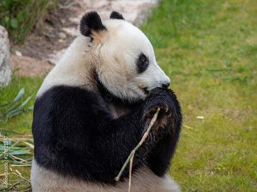 Fototapeta Naklejka Na Ścianę i Meble -  The giant panda (Ailuropoda melanoleuca)
