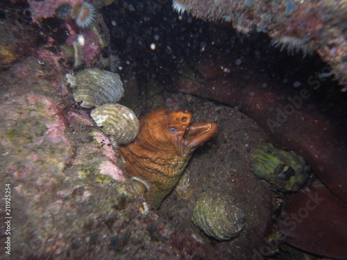 Green Moray Eel (Gymnothorax prasinus) Hiding between rocks in Sydney, Australia