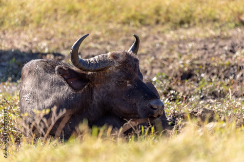 Cape Buffalo at Chobe, Botswana safari wildlife