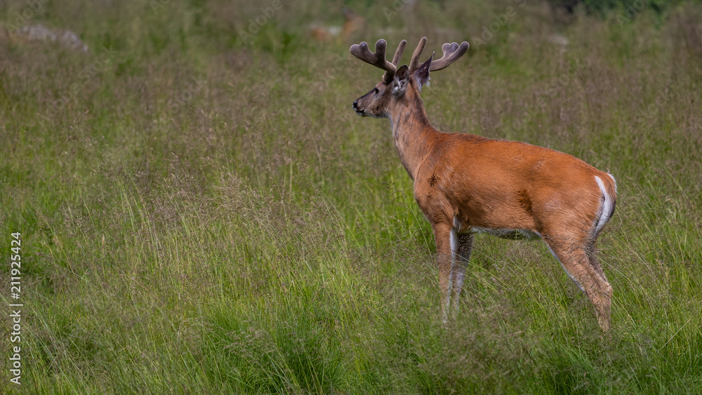 The white-tailed deer (Odocoileus virginianus) The white-tailed deer (Odocoileus virginianus)