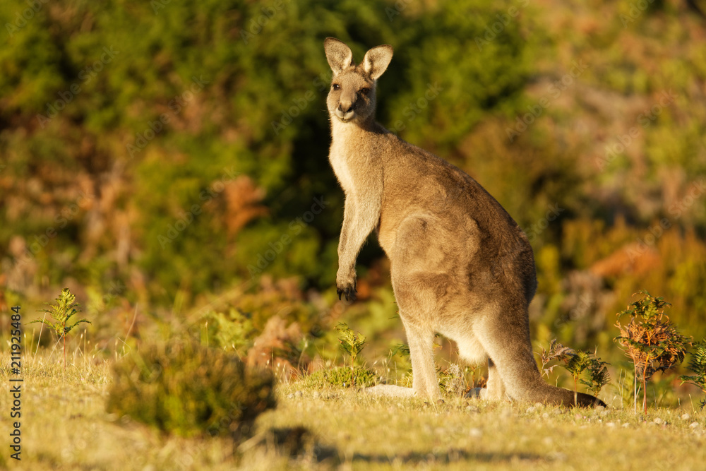Macropus giganteus - Eastern Grey Kangaroo in Tasmania in Australia, Maria Island, Tasmania, standing on the meadow in the evening Macropus giganteus - Eastern Grey Kangaroo in Tasmania in Australia, Maria Island, Tasmania, standing on the meadow in the evening