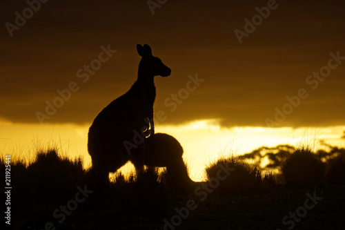 Macropus giganteus - Eastern Grey Kangaroo in Tasmania in Australia  Maria Island  Tasmania  standing with the youngster on the meadow in the evening during sunset