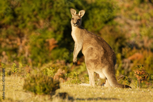 Macropus giganteus - Eastern Grey Kangaroo in Tasmania in Australia, Maria Island, Tasmania, standing on the meadow in the evening