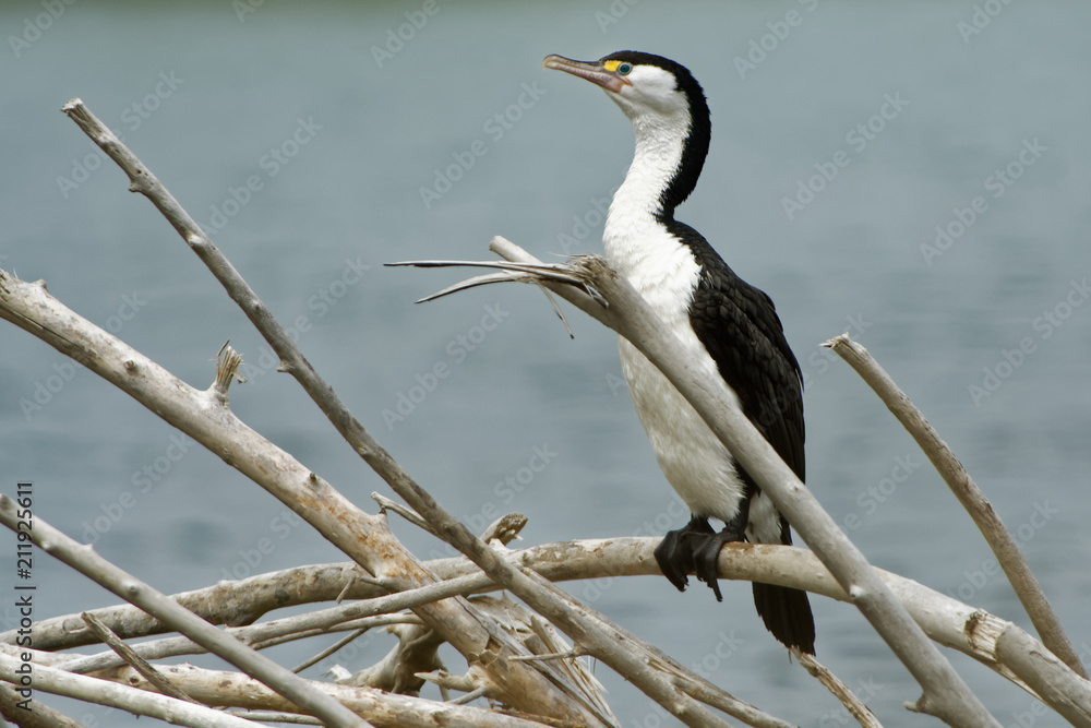 Pied Shag - Phalacrocorax varius - karuhiruhi drying its wings and feathers after the sea hunting. Australia, New Zealand. Pied Shag - Phalacrocorax varius - karuhiruhi drying its wings and feathers after the sea hunting. Australia, New Zealand.