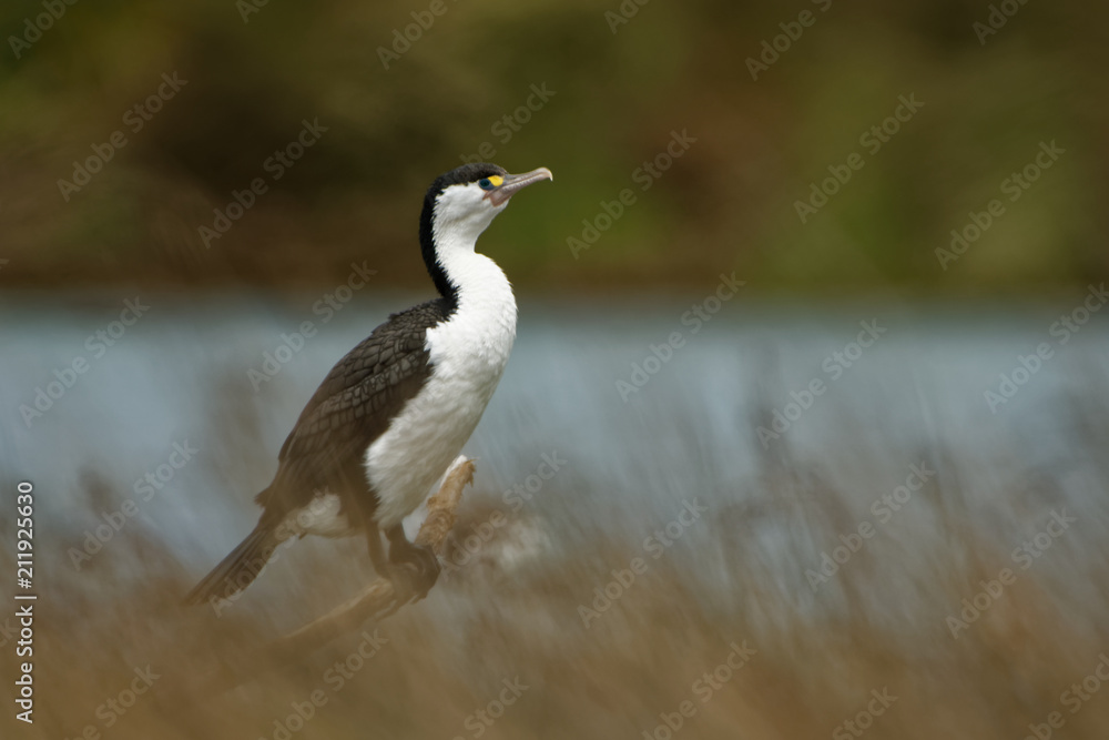 Pied Shag - Phalacrocorax varius - karuhiruhi drying its wings and feathers after the sea hunting. Australia, New Zealand Pied Shag - Phalacrocorax varius - karuhiruhi drying its wings and feathers after the sea hunting. Australia, New Zealand