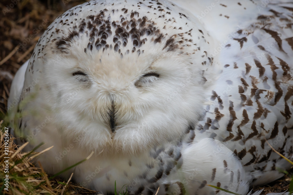Obraz premium The snowy owl (Bubo scandiacus)