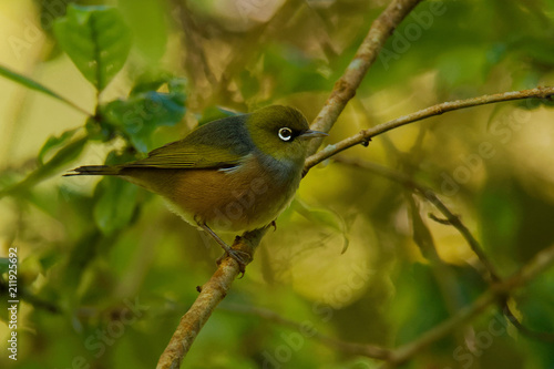 Zosterops lateralis - Silvereye - in maori language tauhou in the primeval forest in New Zealand © phototrip.cz