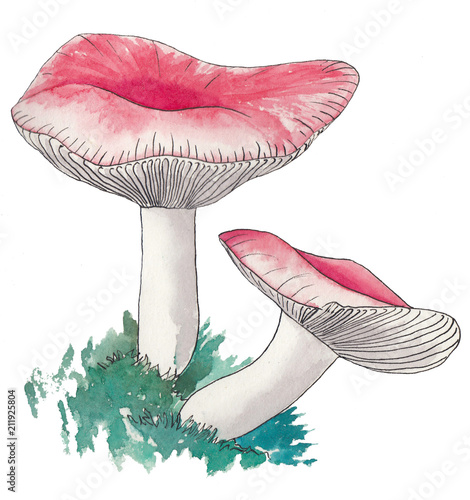 Two pink russules. Watercolor illustration.