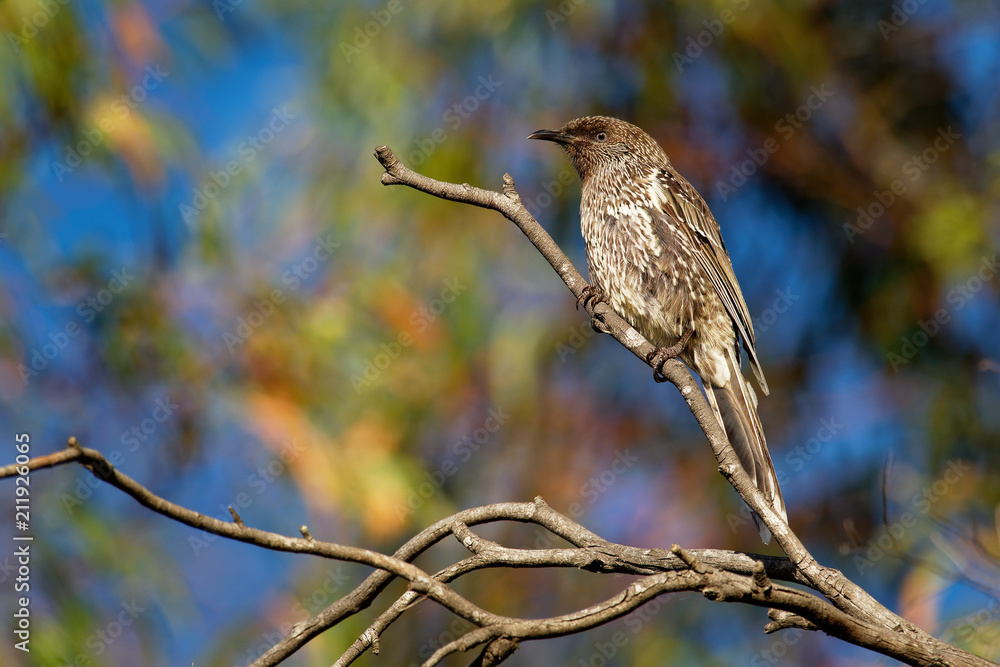 Little Wattlebird - Anthochaera chrysoptera  is a honeyeater, a passerine bird in the family Meliphagidae. It is found in coastal and sub-coastal south-eastern Australia