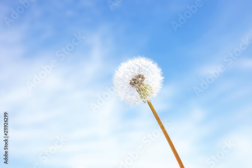 Fototapeta Naklejka Na Ścianę i Meble -  Schöne Pusteblume