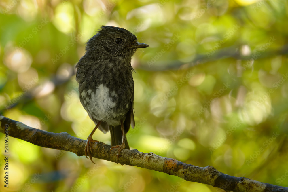 Petroica longipes - North Island Robin - toutouwai - endemic New Zealand forest bird sitting on the branch in the forest. Petroica longipes - North Island Robin - toutouwai - endemic New Zealand forest bird sitting on the branch in the forest.