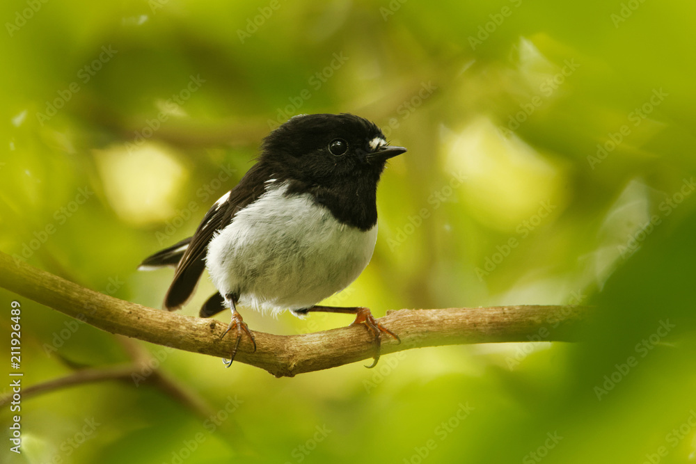 Obraz premium Petroica macrocephala toitoi - North Island Tomtit - miromiro endemic New Zealand forest bird sitting on the branch in the forest