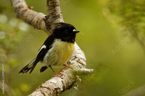 Canvas-taulu Petroica macrocephala macrocephala - South Island Tomtit - miromiro endemic New