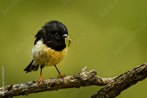 Canvas-taulu Petroica macrocephala macrocephala - South Island Tomtit - miromiro endemic New