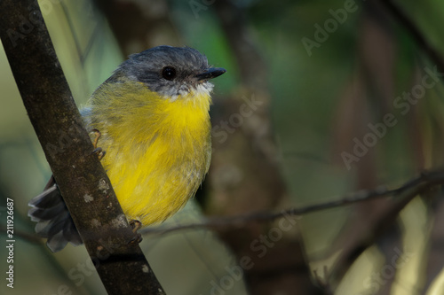 Eastern Yellow Robin - Eopsaltria australis - australian brightly yellow small song bird, southern and eastern Australia photo