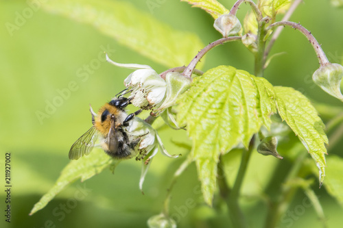 Bumblebee pollinating a raspberry flower.