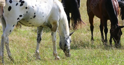 Herd of horses grazing photo