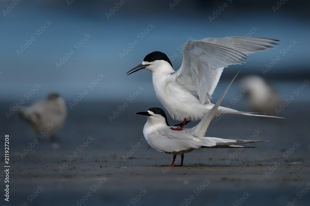 White-fronted Tern - Sterna striata - tara living in New Zealand, flying, hunting, mating White-fronted Tern - Sterna striata - tara living in New Zealand, flying, hunting, mating