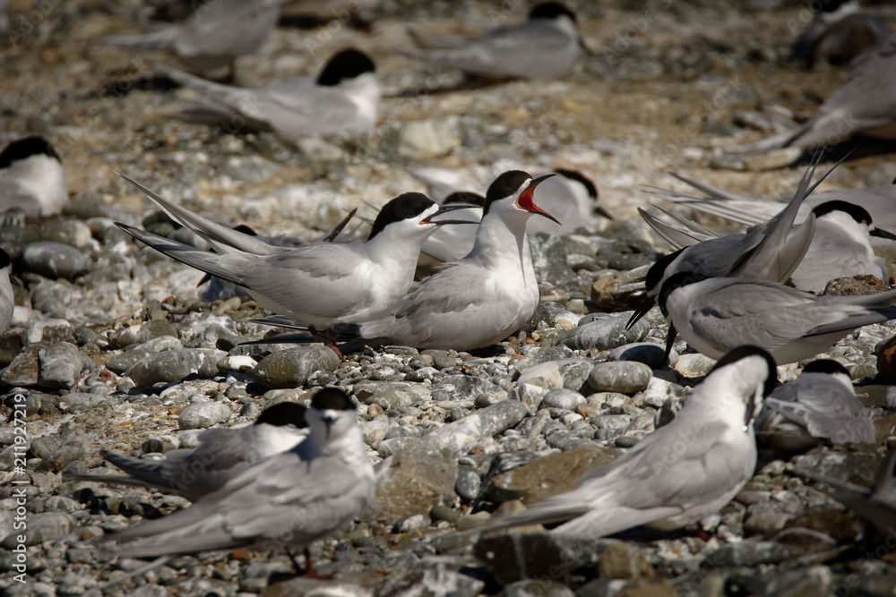 White-fronted Tern - Sterna striata - tara living in New Zealand, flying, hunting, mating White-fronted Tern - Sterna striata - tara living in New Zealand, flying, hunting, mating