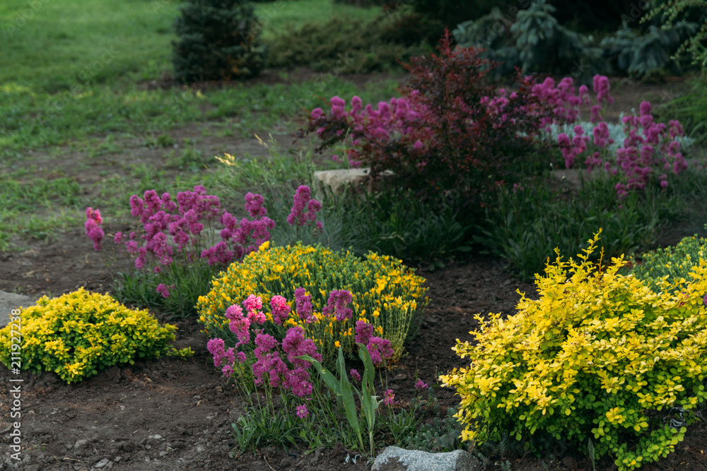 pink, purple and yellow flowers grow in the garden.Botanical Garden pink, purple and yellow flowers grow in the garden.Botanical Garden