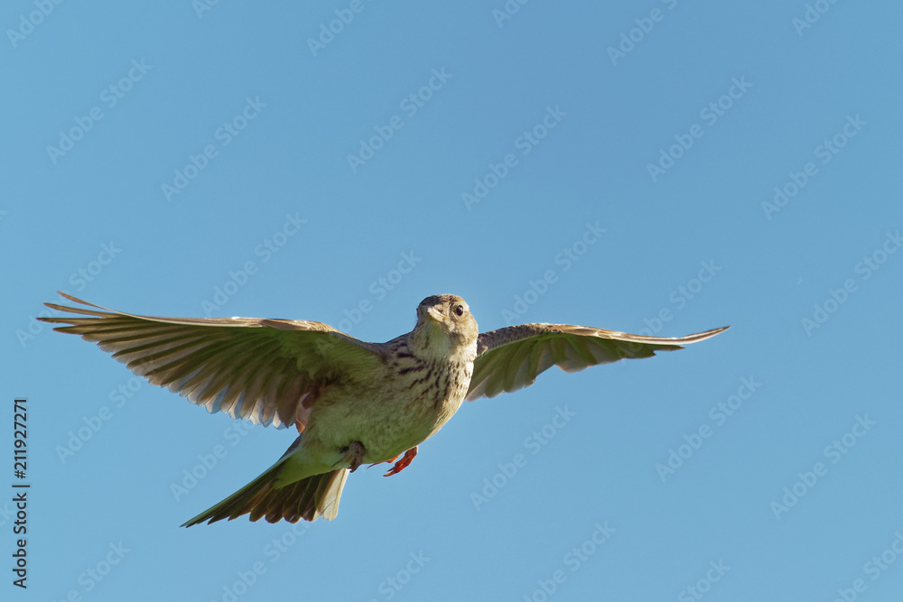 Sky Lark (Alauda arvensis) flying over the field with brown and blue ...
