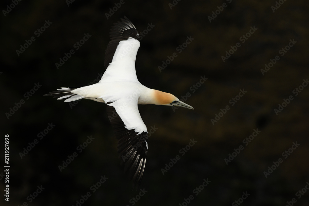 Sula serrator - Australian Gannet - takapu flying above the nesting colony in New Zealand