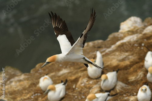 Sula serrator - Australian Gannet - takapu flying above the nesting colony in New Zealand photo