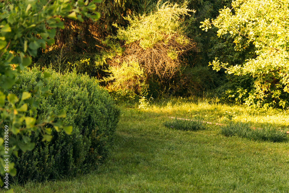 a botanical garden with green bushes and trees.the sun shines on the green foliage a botanical garden with green bushes and trees.the sun shines on the green foliage