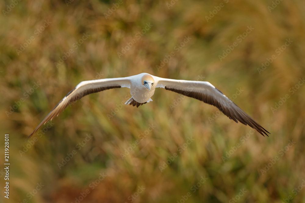 Sula serrator - Australian Gannet - takapu flying above the nesting colony in New Zealand Sula serrator - Australian Gannet - takapu flying above the nesting colony in New Zealand