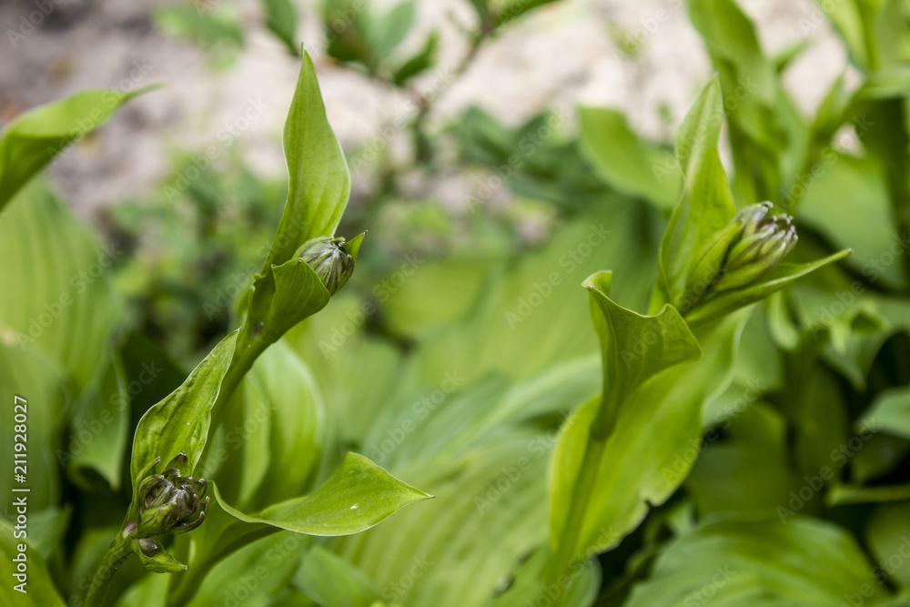close up green garden plants with leaves in flower bed close up green garden plants with leaves in flower bed
