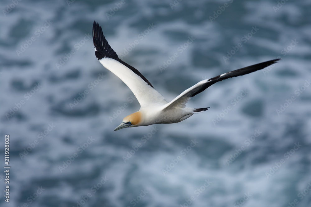 Sula serrator - Australian Gannet - takapu flying above the nesting colony in New Zealand Sula serrator - Australian Gannet - takapu flying above the nesting colony in New Zealand