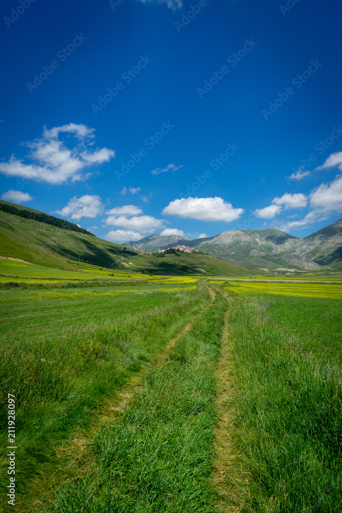 Fototapeta premium castelluccio di norcia, la fioritura