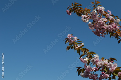 branche fleur de cerisier japonais sur fond bleu