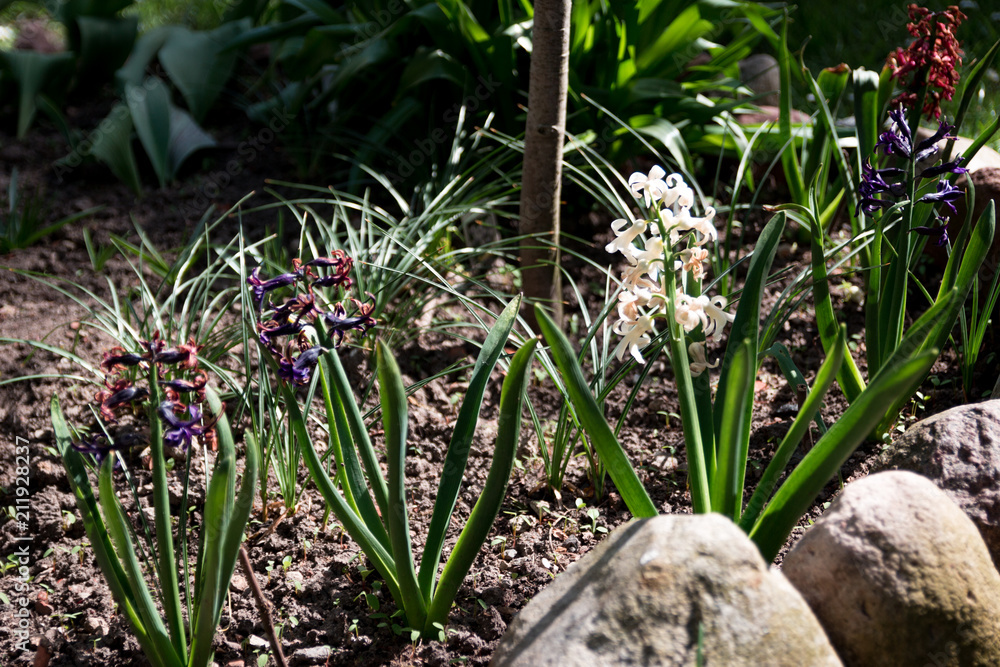 Fototapeta premium Flowers in the garden