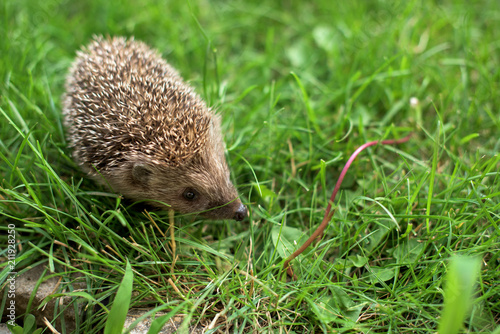 Hedgehog in a grass