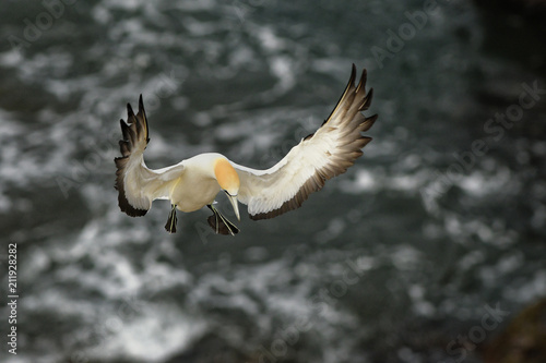 Sula serrator - Australian Gannet - takapu flying above the nesting colony in New Zealand photo