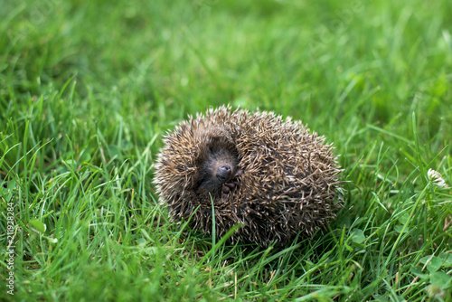 Small hedgehog in a ball photo