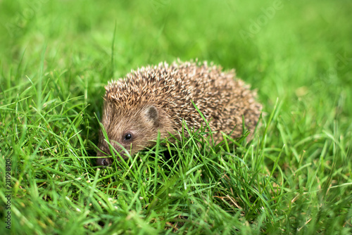 Litlle hedgehog in a garden