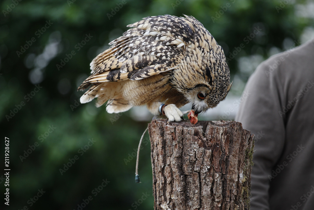 Obraz premium A tame owl is sitting on a pole.