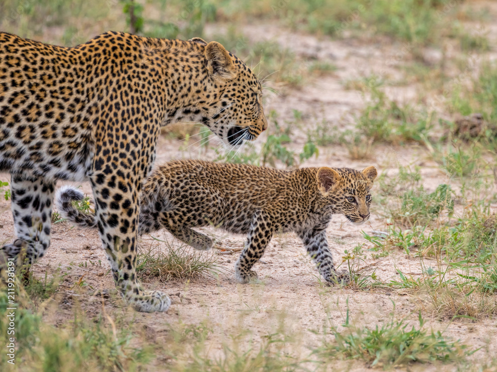 Naklejka premium Young leopard cub walking with mother, African Wildlife