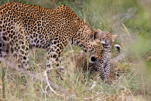 Female Leopard & Cub Affection