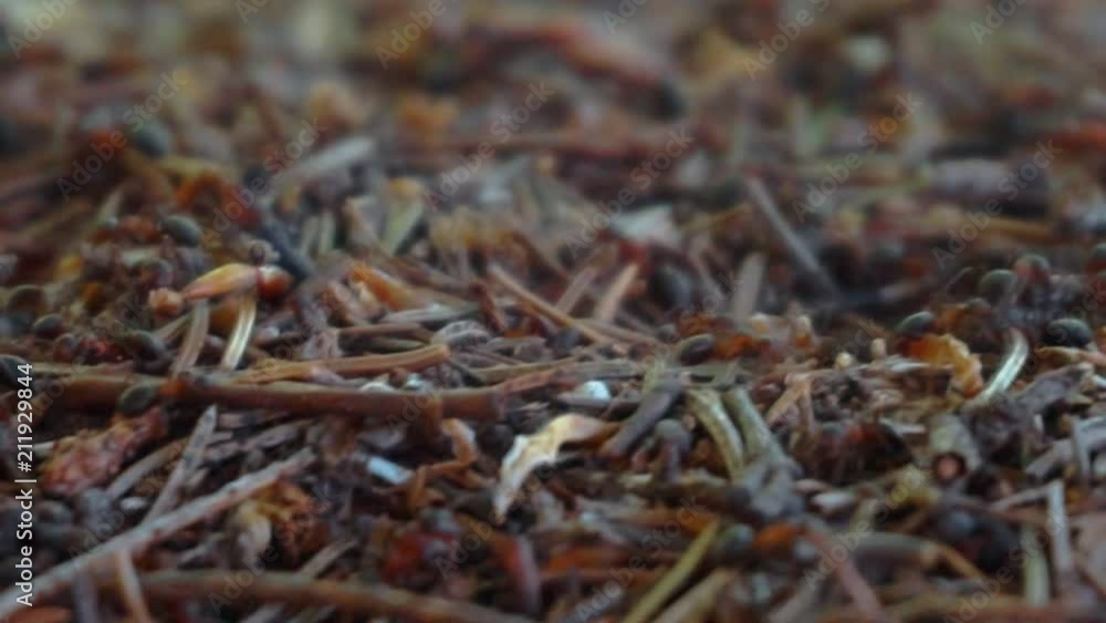 ants inside a nest, ants in a colony.close-up ants inside a nest, ants in a colony.close-up