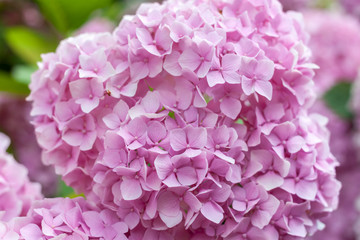 Leinwandbilder Hortensie Farbenfrohe Hortensien im Blütenrausch  © chechotkin