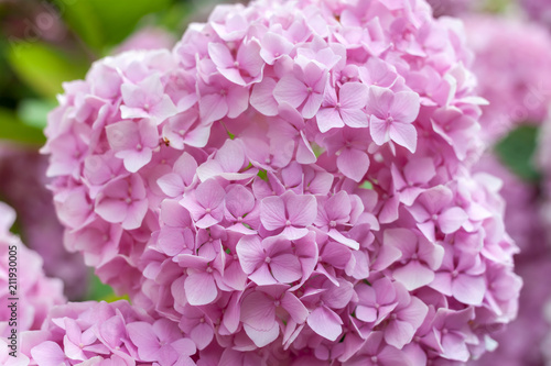 colorful blooming hydrangea background