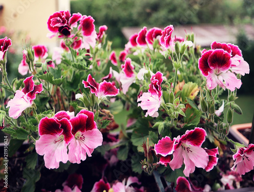 Beautiful pink purple flowers of Pelargonium Grandiflorum geranium,easy to cultivate for garden and balkony, soft focus
