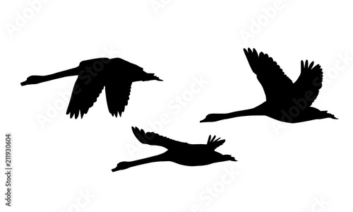 Set of three silhouettes of flying swans - vector