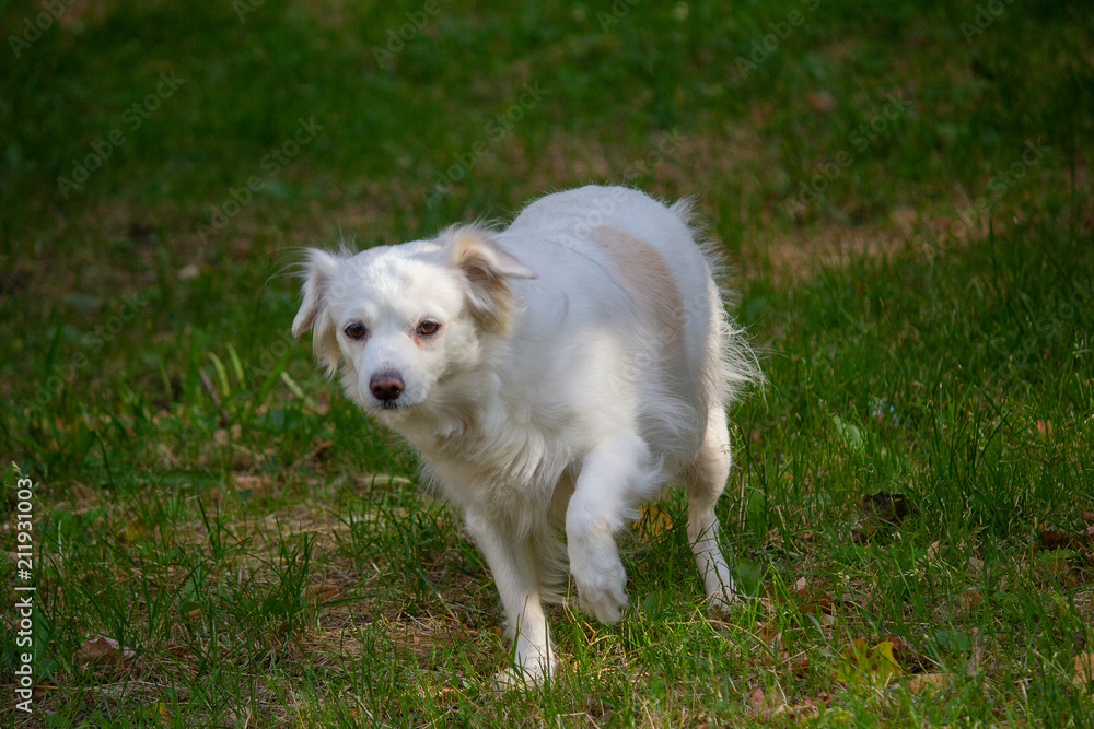 Lost frightened white dog in the park. Pets Lost frightened white dog in the park. Pets